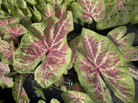 Sea Foam Caladium in 3.5 inch pots